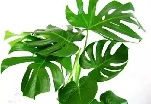 除甲醛公司靠谱吗？应该如何选择