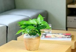 除甲醛多少钱一平，成本昂贵